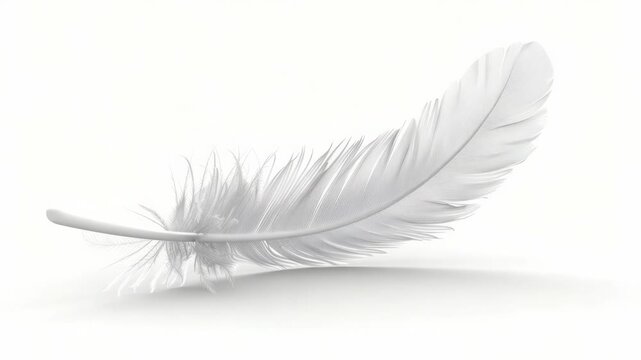 Video A single white feather sits on a plain white background