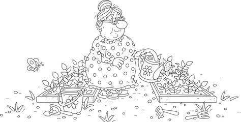Happy granny gardener watering small green sprouts of vegetables in her summer kitchen garden, black and white vector cartoon illustration for a coloring book