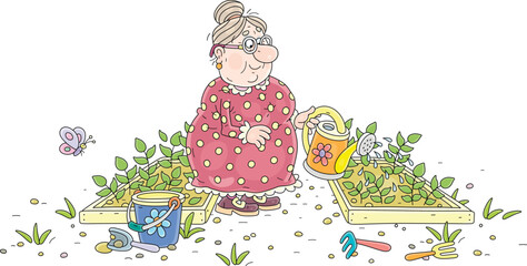 Happy granny gardener watering small green sprouts of vegetables in her green summer kitchen garden, vector cartoon illustration isolated on a white background