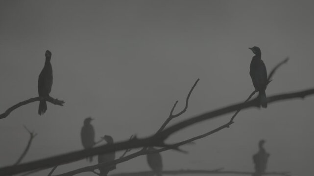 Fog early in the morning on the Adda River with a peninsula on the horizon and silhouettes of cormorants.