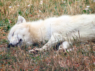  An arctic wolf sleeps in the summer