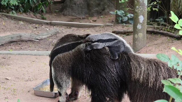Footage of Adorable 3-week-old Giant Anteater pup riding on his mother's back all the time