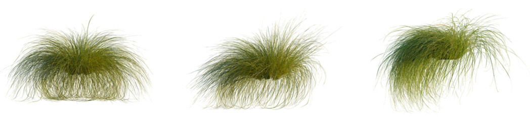 Fototapeta premium Carex comans tree, front view, 4k png, transparent background, cutout isolate, Lush green foliage, dense forest undergrowth, vibrant natural texture, organic background, serene landscape