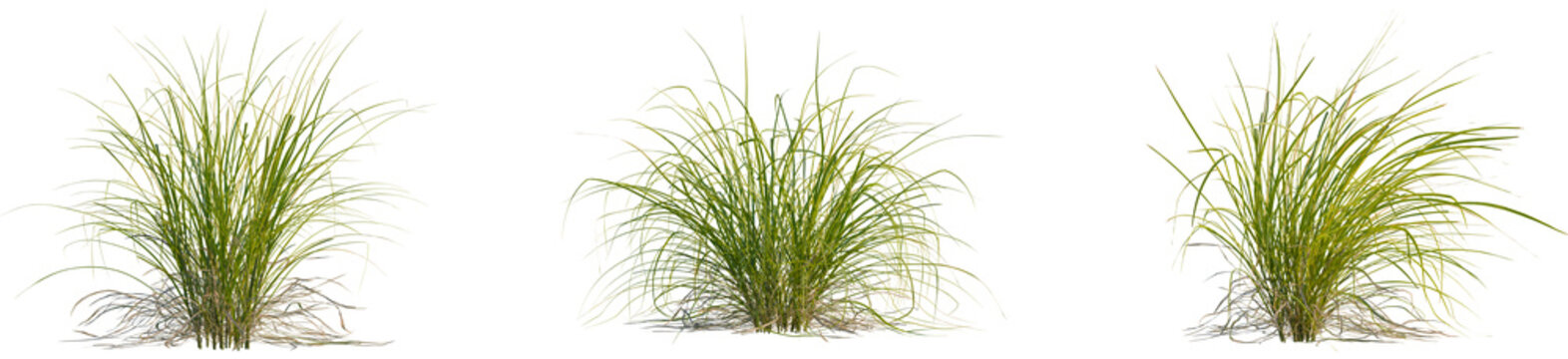 Carex elata tree, front view, 4k png, transparent background, cutout isolate, Close-up of grass roots, showing the complex network of roots in the soil, nature detail