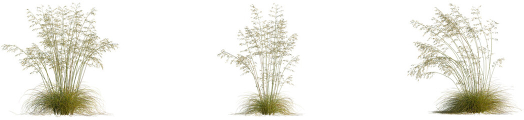 Celtica gigantea tree, front view, 4k png, transparent background, cutout isolate, A cozy living room with a fireplace, comfortable furniture, and warm lighting, inviting atmosphere