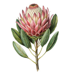 King Protea flower with leaves isolated on white background 