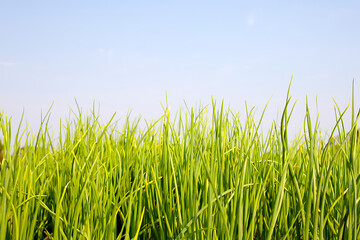 Vibrant green grass swaying gently under clear blue sky
