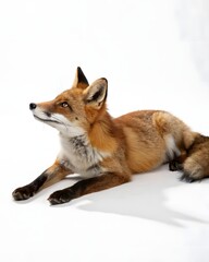 Naklejka premium Fox lying on a white surface with ears perked up and alert posture in a studio setting