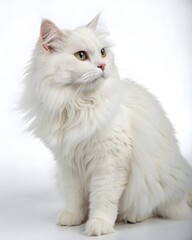 Fototapeta premium White cat sits on a plain background, looking to the side with interest and curiosity during indoor time