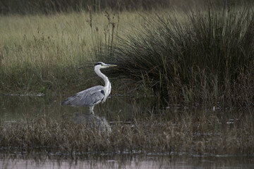 Graza real al acecho en su medio natural