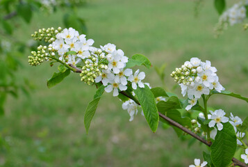 Delicate White Flowers of wild bird cherry tree Blooming on a Green Branch in Spring