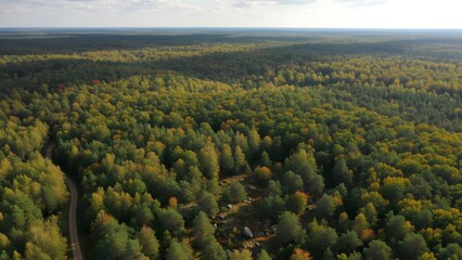 Aerial View of Dense Forest Landscape with Varied Tree Canopies.