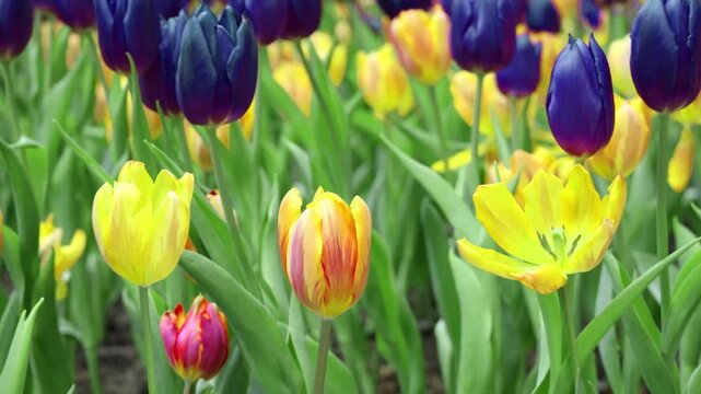 Captivating Princess Irene Tulips in Many Blooming Stages with Stunning Purple Flag Tulips Footage