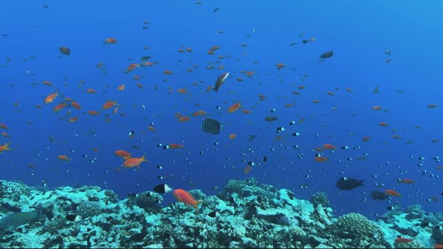 fish on coral reef in the swell