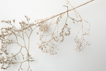 Dry flowers arranged artistically on a soft white background, showcasing delicate textures and natural beauty, perfect for minimalistic decor and floral design concepts
