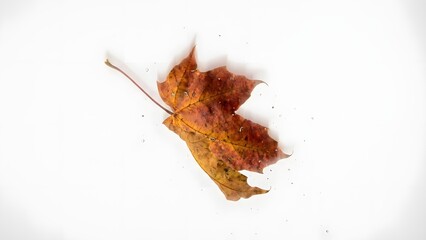 Single Autumn Leaf Floating on Water Surface.