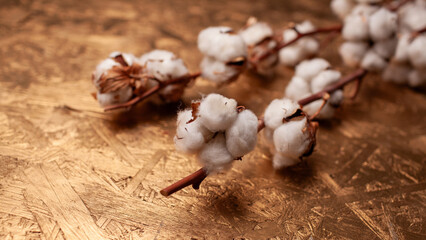Cotton branch with fluffy white bolls resting on a textured golden surface, showcasing natural beauty and elegance in a minimalist composition with copy space