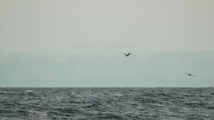 Seagulls, flying, ocean two seagulls gracefully glide over choppy water under a serene sky