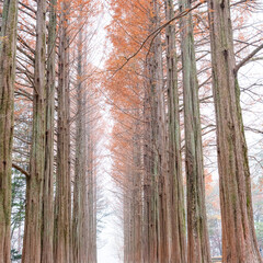 Tall trees form a stunning symmetrical pathway, creating a peaceful autumn scene with soft light, warm colors, and visitors walking through a serene, beautifully aligned forest landscape.