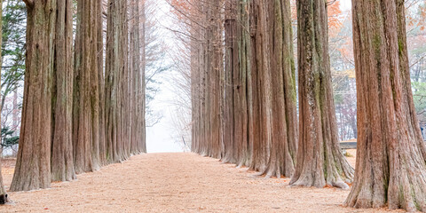 Tall trees form a stunning symmetrical pathway, creating a peaceful autumn scene with soft light, warm colors, and visitors walking through a serene, beautifully aligned forest landscape.
