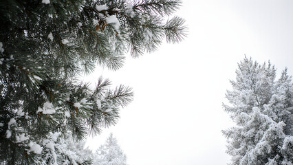 Winter Wonderland: Snowy Fir Trees and Serene Landscape in Christmas Forest