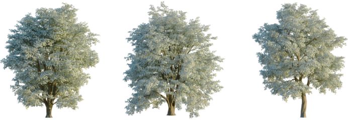 Tilia tomentosa tree, front view, cutout, transparent background, isolate, Modern kitchen interior, stylish dining area, elegant design, contemporary architecture, luxury home decor