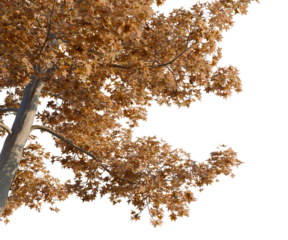 Liquidambar styraciflua tree, corner view, cutout, transparent background, isolate