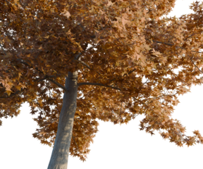 Liquidambar styraciflua tree, corner view, cutout, transparent background, isolate