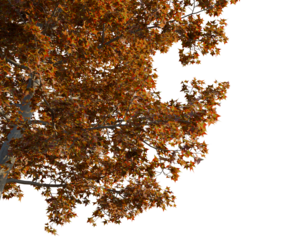 Liquidambar styraciflua tree, corner view, cutout, transparent background, isolate