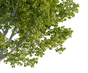 Populus tremula tree, corner view, cutout, transparent background, isolate