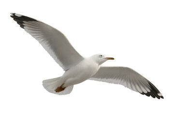 Naklejka premium Seagull flying with wings spread, isolated on a transparent background, freedom and movement concept
