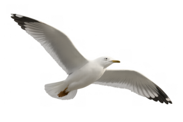 Seagull flying with wings spread, isolated on a transparent background, freedom and movement concept