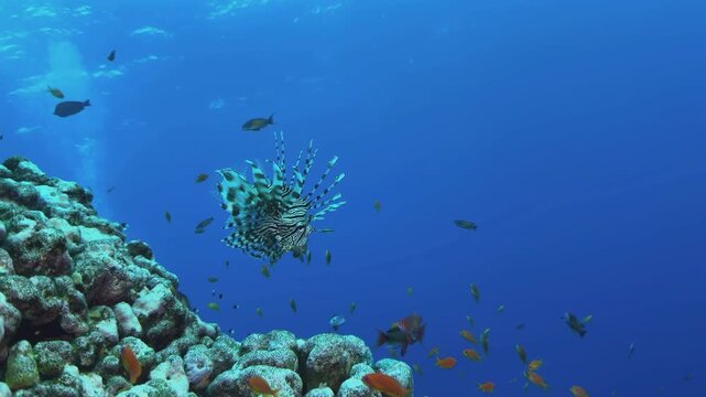 lionfish hunts on reef in the red sea