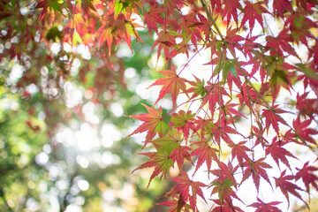 色づき始めのもみじ