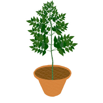 tree 