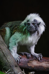 Pied tamarin on a wooden branch kept in captivity.