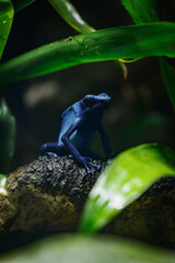 Detail of the blue poison dart frog.
