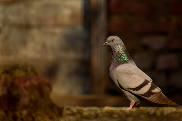 Feral pigeon portrait in himachal pradesh. This close-up image captures a feral pigeon (Columba livia) standing on a rooftop floor in the cool winter morning of Himachal Pradesh, India.