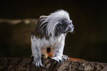 Pied tamarin on a branch kept in the zoo.