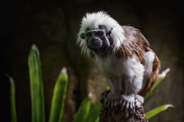 Pied tamarin on a branch kept in the zoo.