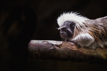 Pied tamarin on a branch kept in the zoo.