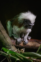 Pied tamarin on a branch kept in the zoo.