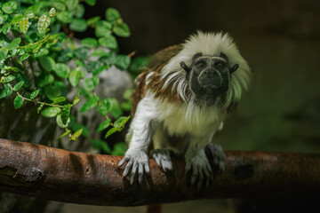 Pied tamarin on a branch kept in the zoo.