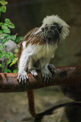 Pied tamarin on a branch kept in the zoo.