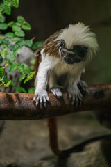 Pied tamarin on a branch kept in the zoo.
