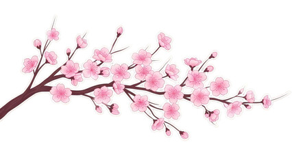 Delicate Pink Cherry Blossom Branch in Full Bloom.