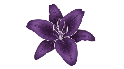 Vibrant purple lily flower with delicate petals and prominent stamens.