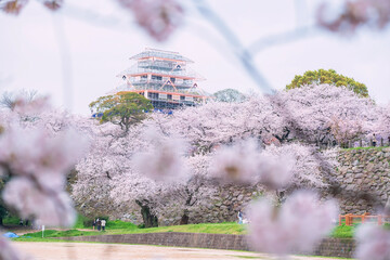Tourist people at pink sakura tree blossom by Fukuoka Castle ruins