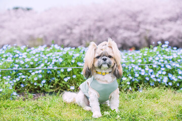 Shih Tzu dog with Nemophila and sakura blossom in Fukuoka garden