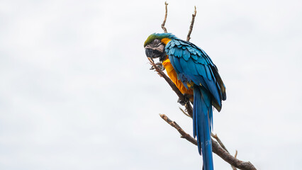 macaw parrot with Blue yellow feather on twig on white background